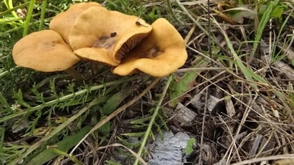 Column Natuur dichtbij door Godfried Westen: knagende determinatietwijfel