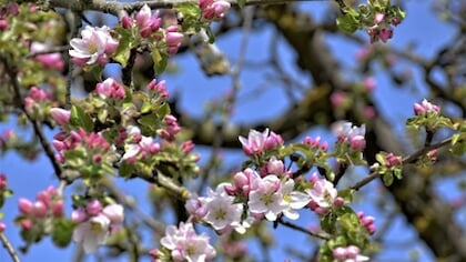 Duurzaamheidscolumn: het snoeien van fruitbomen is een winterse taak