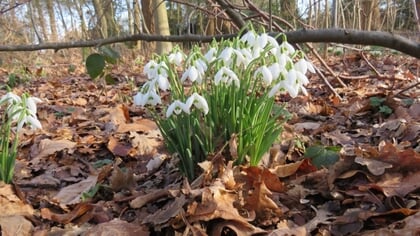 Lezersfoto: eerste tekenen van de lente laten zich zien