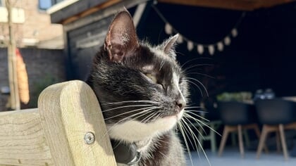 Lezersfoto: buurkat blij van de zon