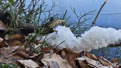 Lezersfoto: tijdens een wandeling ijswol gespot in het Speulderbos