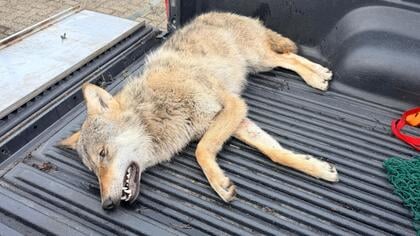 Veluwe is wolf armer; dier overleeft aanrijding met personenauto op de Putterweg niet