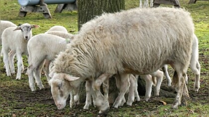 Lezersfoto: voor wie dat schaap zoekt met oneindig veel poten...