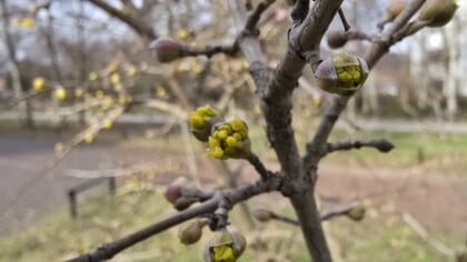 Natuur dichtbij door Godfried Westen: zeldzaam, steenvrucht en bokeh