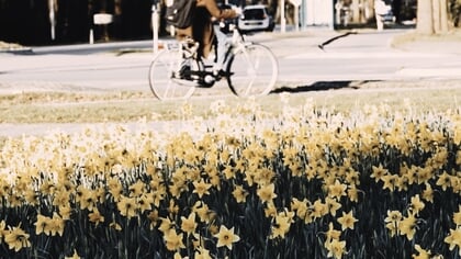 Lezersfoto: narcissen staan in Putten vol in bloei