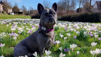 Lezersfoto: hond Bailey heeft zin in de lente