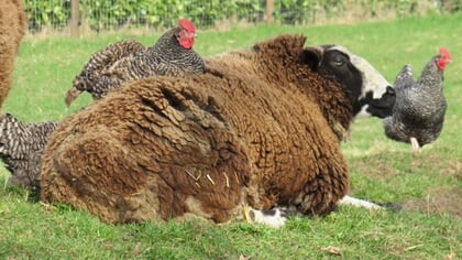 Puttens schaap met passagiers