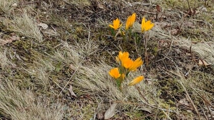 Column Natuur dichtbij door Godfried Westen: crocus etewi sulferaen