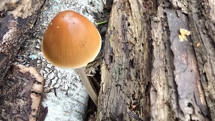 Column Natuur dichtbij door Godfried Westen: zonder voedingswaarde maar antiviraal