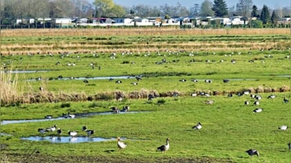 Lezersfoto en gedicht: mens en dier verzamelen zich weer als de lente aanbreekt