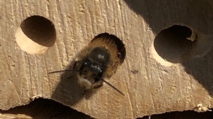Duurzaamheidscolumn: ondersteun de biodiversiteit in eigen tuin door meer insecten te lokken