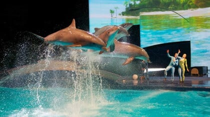 Dolfinarium ziet af van verkoop dolfijnen aan Chinees park