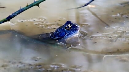Lezersfoto: een felblauwe heidekikker toont zijn kleuren om indruk te maken