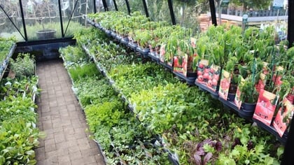Lekker en leerzaam voor kinderen; oogsten en eten uit eigen tuin dankzij tuincentrum De Struukakkers in Ermelo