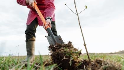 Gemeente Ermelo deelt honderden bomen uit aan inwoners