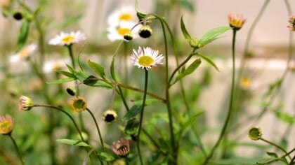 Duurzaamheidscolumn: van grauw naar groene oase in de achtertuin