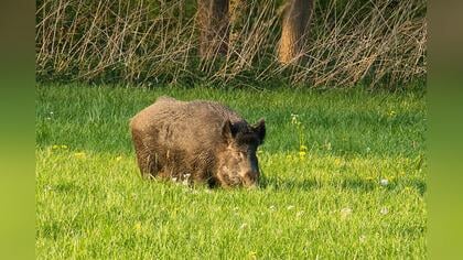 Wilde zwijnen in de provincie Utrecht zijn vogelvrij verklaard na uitspraak Raad van State