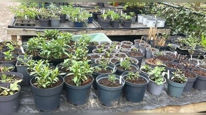 Groei & Bloei houdt een groene kringloop met ruilmarkt voor kamer- en tuinplanten in allerlei vormen