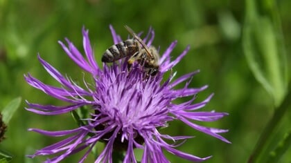 Duurzaamheidscolumn: waarom kiezen voor biologische inheemse soorten en hoe kan dat?