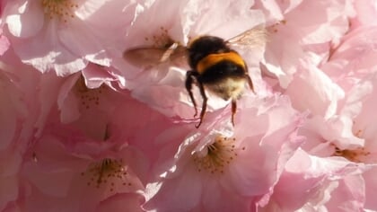 Lezersfoto’s: van bloesems tot vogels