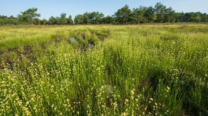 Wandeltocht langs bloemrijke graslanden op landgoed Staverden