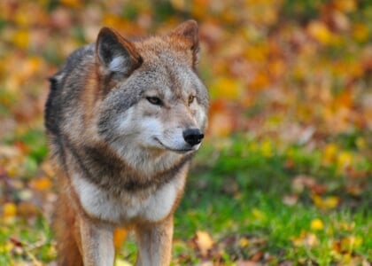 Wolf gezien in Baarn