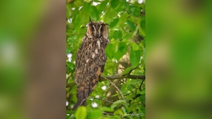 Lezersfoto: Ransuil vlak voor het keukenraam