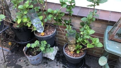 Tuincoach Karla Grevelink: zo geef je je bloempotten een zomerboost