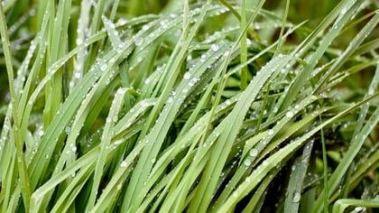 Groene groei voor jongeren in Gambia met mammoetgras