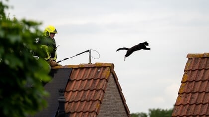 Een kat in het nauw maakt rare sprongen in Ermelo