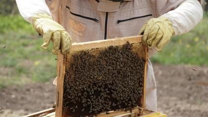 Aantal bijenkasten op twee heidevelden teruggebracht vanwege concurrentie met andere insecten