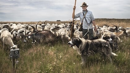 Hoe jager en prooi samenleven; zomer excursie over de wolf op de Hoog Buurlose Heide