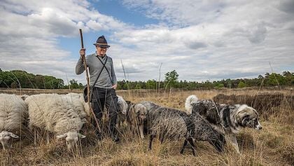 Wandel mee met schaapsherder Jeroen over het Houtdorper en Speulderveld