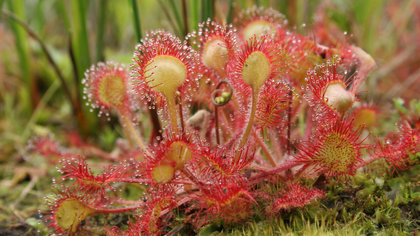 Zeldzame flora en fauna centraal tijdens natuurwandeling bij Staverden