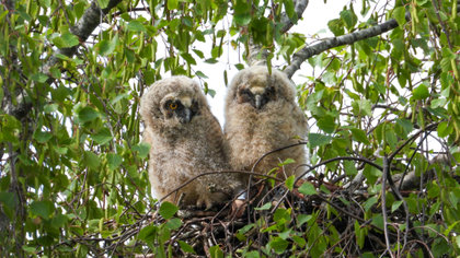 Lezersfoto’s: van ransuilkuiken tot konijnen en zelfs op de kop blijft de natuur geweldig