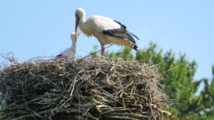 Lezersfoto: gebracht door de ooievaar?