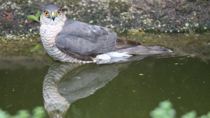 Lezersfoto; Sperwer voelt zich als een vis in het water bij André