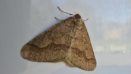 Column Natuur dichtbij door Godfried Westen: vlinder zonder eetlust
