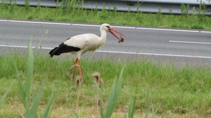Lezersfoto: ooievaar zoekt eten in de berm van de A28
