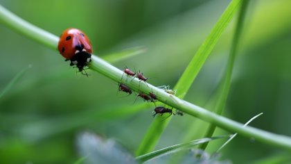 Bladluis in de tuin: bestrijden of laten zitten?
