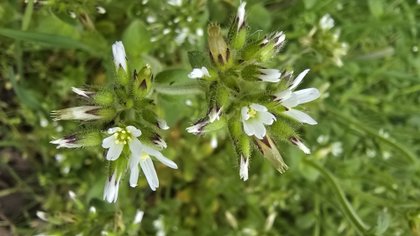 Column Natuur dichtbij door Godfried Westen: dweilen met de kraan open