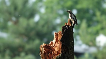 Lezersfoto: specht houdt de wacht na de storm