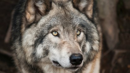 Provincies mogen bij wolf sneller ingrijpen: veiligheid mens op 1