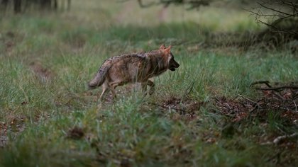 Erkens versoepelt de regels voor verjagen en afschieten wolf