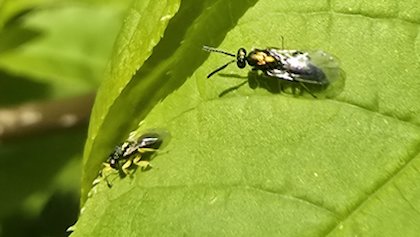 Column Natuur dichtbij door Godfried Westen: hyperparasitair