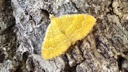 Column Natuur dichtbij door Godfried Westen: een pracht van een wezen