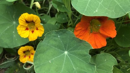 Duurzaamheidscolumn: zo wordt de tuin een eetbare oase