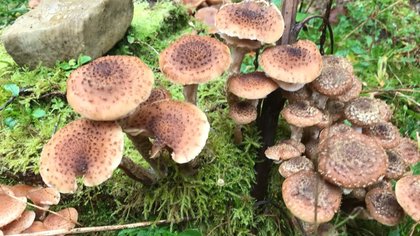 Activiteiten herfstvakantie: met hele gezin op ontdekkingstocht tussen de paddenstoelen op Landgoed Schovenhorst