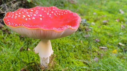 Lezersfoto’s: tijd voor paddenstoelen