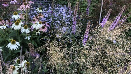 Duurzaamheidscolumn over de juiste planten in de tuin